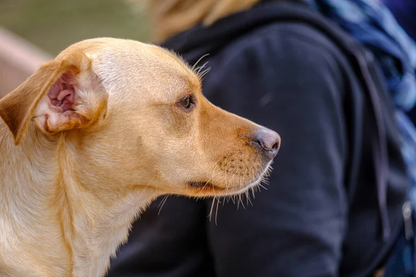 Detail Street Dog Short Light Brown Fur — Stock Photo, Image