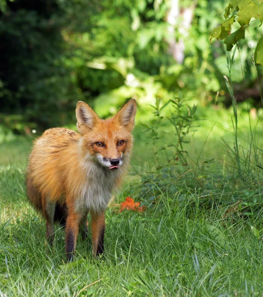 Red fox licks his lips — Stock Photo, Image