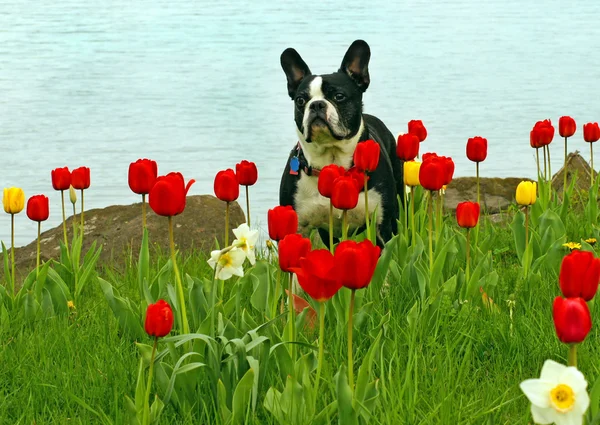 Boston Terrier stands in a field of tulips — Stock Photo, Image