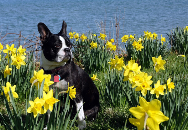 Бостонский терьер сидит в поле нарциссов
