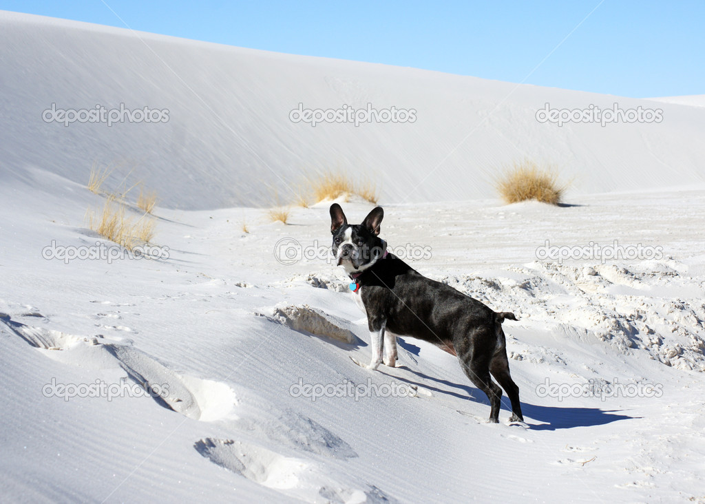 Dog Plays at the White Sands Memorial Monument