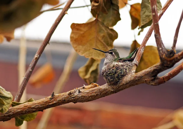 Hummingbird on her nest — Stock Photo, Image