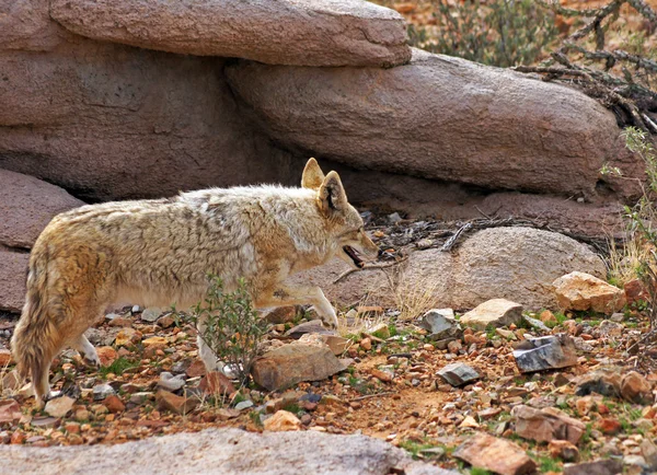 Coyote — Stock Photo, Image