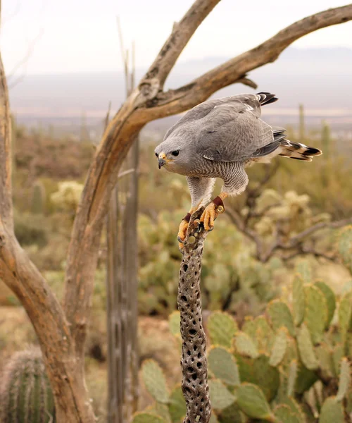 Gray Hawk — Stock Photo, Image