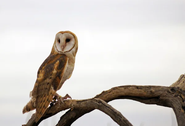 Barn Owl — Stock Photo, Image