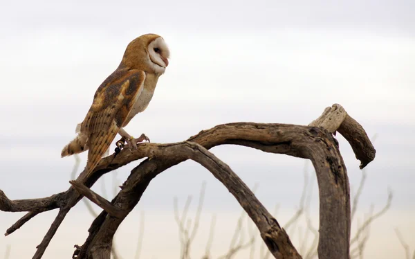 Barn Owl — Stock Photo, Image