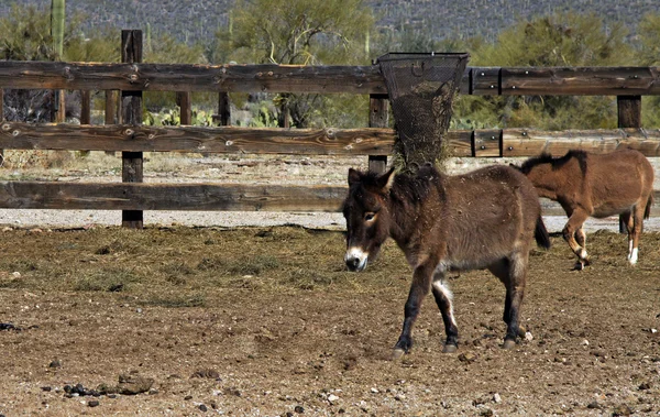 Brown donkey walks across the paddock