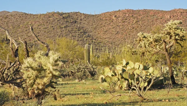 Bahar zamanı sonoran Çölü'nde — Stok fotoğraf