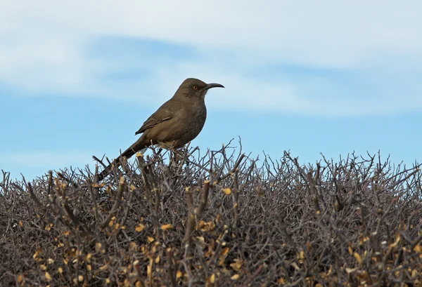 Curve Billed Thrasher Royalty Free Stock Images