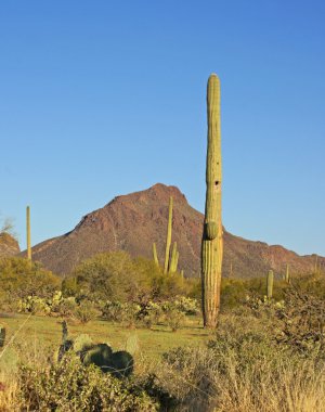 saguaro kaktüs sonoran Çölü'dik dur.