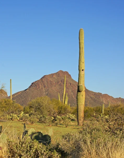 Saguaro cacti stand tall in the Sonoran desert Stock Image