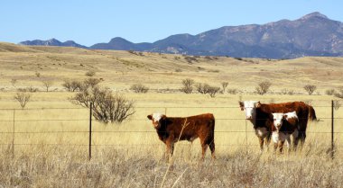 Hereford Cattle