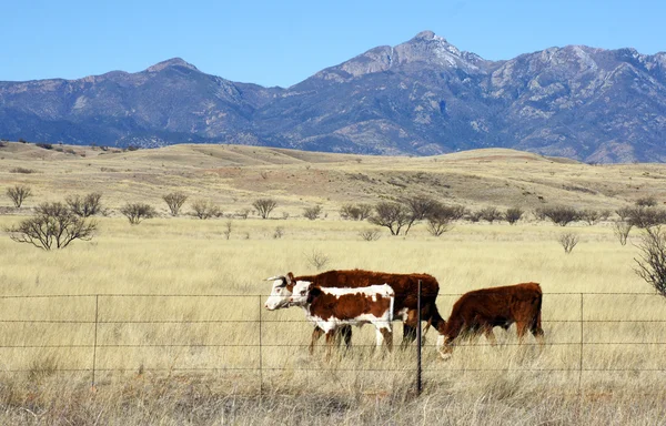 Hereford-Rinder — Stockfoto