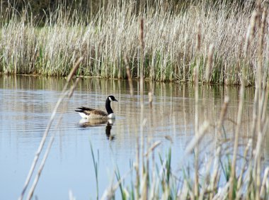 doğal sulak destek kuş popülasyonu