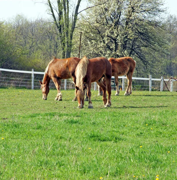 Üç genç Belçikalı at — Stok fotoğraf