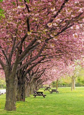 Piknik çiçekleri arasında