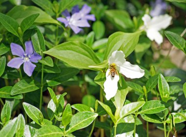 Bal arısı trillium pollinates