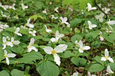 trilliums Orman Zemini halı