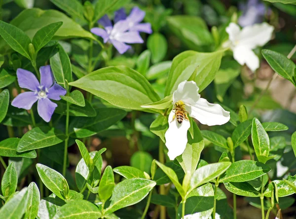 蜂蜜の蜂 pollinates、エンレイソウ — ストック写真