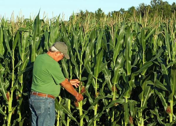 Farmář zkoumá úrody kukuřice — Stock fotografie