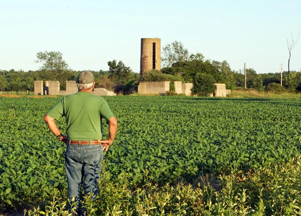 Landwirt kontrolliert die Sojabohnen — Stockfoto