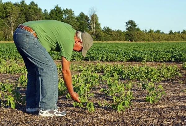 Agricultor verifica a soja — Fotografia de Stock