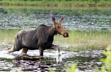 Female moose walks through the swamp clipart
