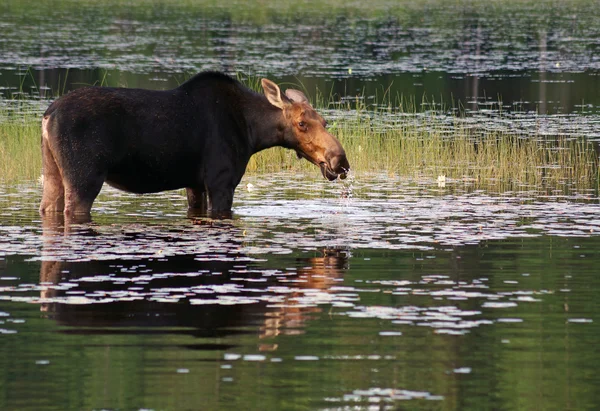 Female moose in the swamp — Stock Photo, Image