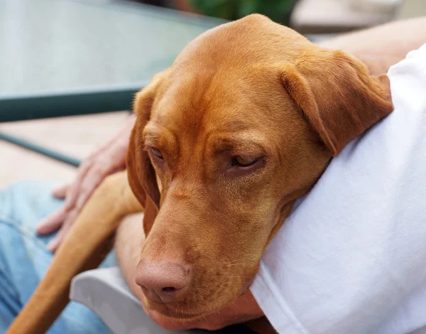 Hungarian Vizla cuddles with her owner Stock Picture