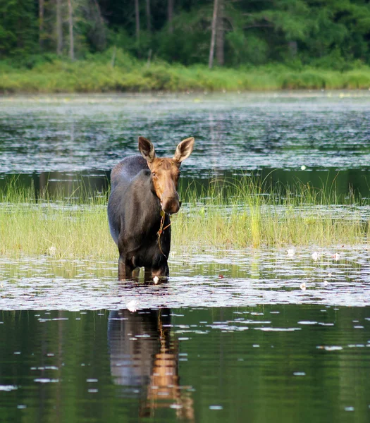 Moose che fa colazione — Foto Stock