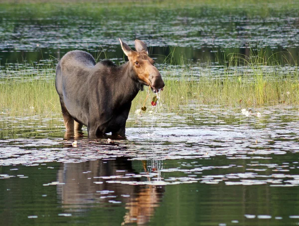 Moose having breakfast — Stock Photo, Image