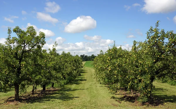 Pear Orchard — Stock Photo, Image