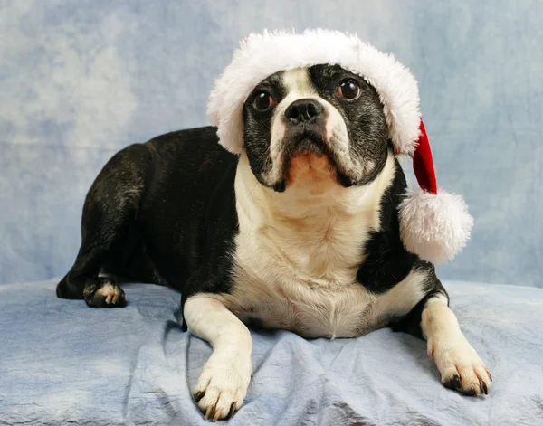Boston Terrier trägt ihren Weihnachtsmann-Hut — Stockfoto