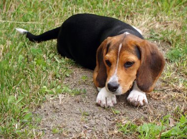 Genç beagle pup çapraz