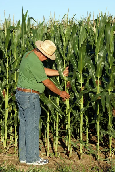 Farmář vybírá kukuřice — Stock fotografie