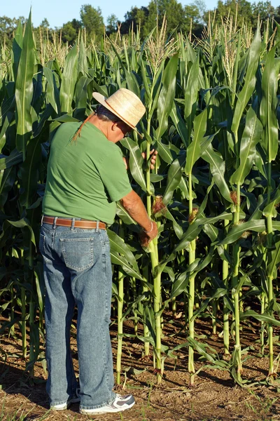 Agricultor pega o milho — Fotografia de Stock