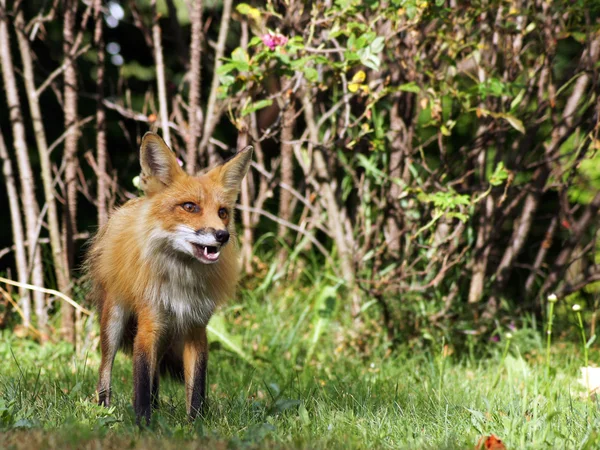 Wild red fox — Stock Photo, Image