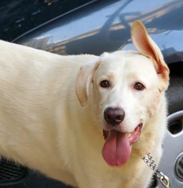 Labrador has a bent ear — Stock Photo, Image