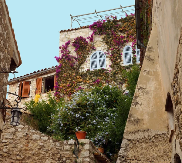 Flowers climb the walls — Stock Photo, Image