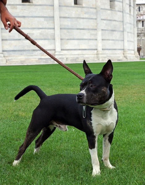 Pit bull terrier — Stock Photo, Image