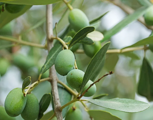 Young green olives on the tree — Stock Photo, Image