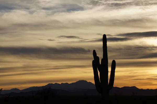 Desert Sunset — Stock Photo, Image