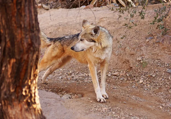 Mexican wolf stretches — Stock Photo, Image