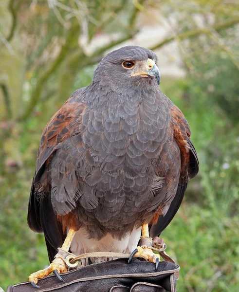 Porträt eines Harris-Falken — Stockfoto