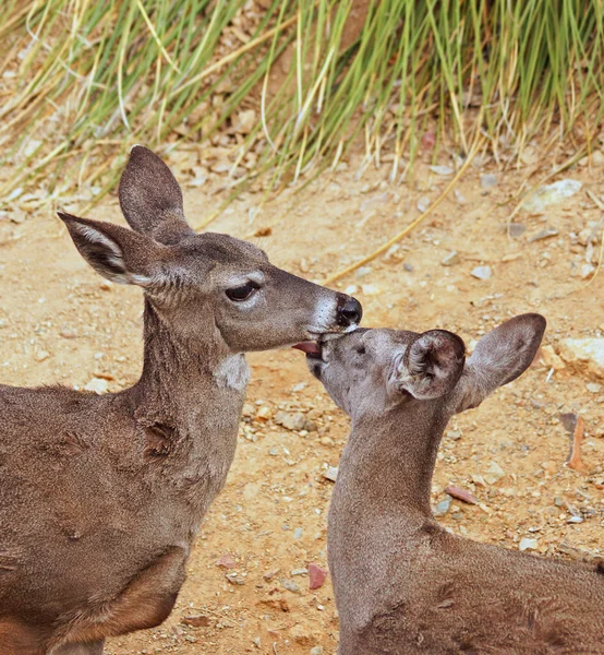 Two female deer help groom each other — Stock Photo, Image