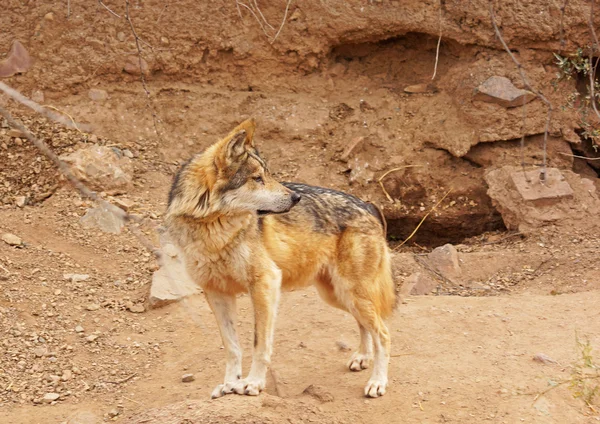 Mexican wolf — Stock Photo, Image