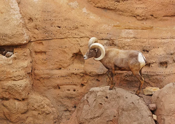 Big Horn Sheep — Stock Photo, Image