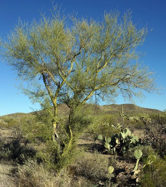 Palo verde ağaç — Stok fotoğraf