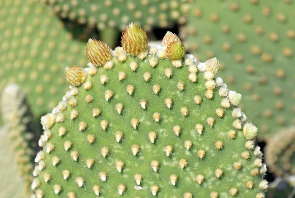 Spring growth on a bunny ears cactus