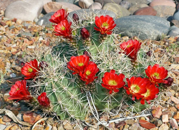 Claret-cup cactus — Stock Photo, Image